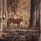 Dhole in Satpura National Park, India