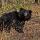 Sloth bear in Satpura National Park, India