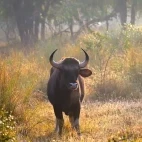 Indian gaur in Satpura National Park, India