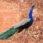 Indian peafowl in Tadoba-Andhari Tiger Reserve, India