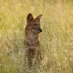 Dhole in Tadoba-Andhari Tiger Reserve, India