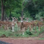 Spotted deer in Tadoba-Andhari Tiger Reserve, India