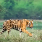 Tiger in Tadoba-Andhari Tiger Reserve, India