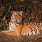 Tiger in Tadoba-Andhari Tiger Reserve, India