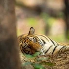 A tiger at rest amongst the trees, India.