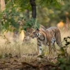 A tigress walking through its territory, in India.