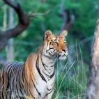 Young tigress in Pench National Park, India.