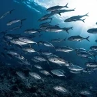 A school of fish in Raja Ampat, Indonesia