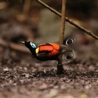 A Wilson's bird-of-paradise in Raja Ampat, Indonesia