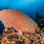 A reefscape in Indonesia