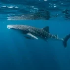 A whale shark in Indonesia