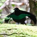 Bird of paradise in Indonesia.