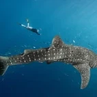 Snorkeller swimming alongside a whale shark in Cenderawasih Bay, Indonesia.