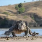 Komodo dragon running towards the camera, Indonesia.