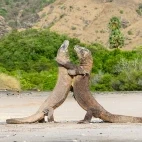 Two Komodo dragons fighting on the beach, Indonesia.