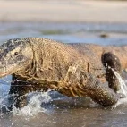 Komodo dragon running in the water, Indonesia.