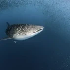 Whale shark swimming through shoals of fish, Indonesia.