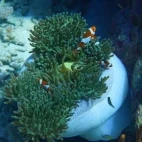 Clown fish in a white anemone, Indonesia.