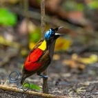 A Wilson's bird-of-paradise in Indonesia