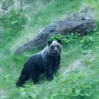A brown bear on a hill in Hokkaido, Japan.