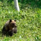 Brown bear amongst vegetation, in Japan.