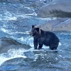 Brown bear waiting to catch fish, in Japan.