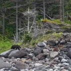 Ezo brown bear in Shiretoko, Hokkaido, Japan.