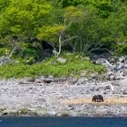 Ezo brown bear in Shiretoko, Hokkaido, Japan.