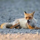 Ezo red fox in Shiretoko, Hokkaido, Japan.