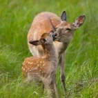 Ezo sika deer in Notsuke, Hokkaido, Japan.