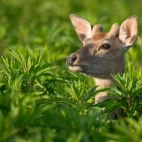 Ezo sika deer in Notsuke, Hokkaido, Japan.