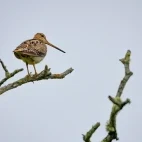 Latham's snipe in Kushiro, Hokkaido, Japan.