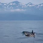Orca in Shiretoko, Hokkaido, Japan.