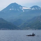 Orca in Shiretoko, Hokkaido, Japan.