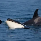 Orca in Shiretoko, Hokkaido, Japan.
