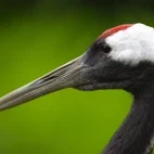 Red-crowned crane in Kushiro, Hokkaido, Japan.