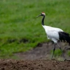 Red-crowned crane in Kushiro, Hokkaido, Japan.