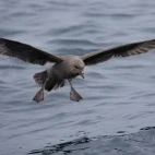 Short-tailed shearwater in Shiretoko, Hokkaido, Japan.
