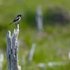 Stonechat at Notsuke, Hokkaido, Japan.