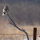 Short-eared owl in Japan.