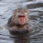 Japanese macaque.