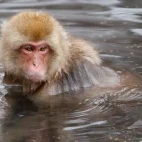 Japanese macaque.