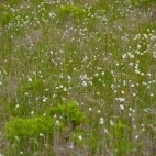 A flower meadow in Kiritappu, Hokkaido
