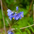 Example of the flora in Kiritappu Wetland, Hokkaido