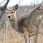 A female Ezo sika deer in Kushiro-shitsugen National Park, Hokkaido.
