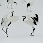 Dancing red-crowned cranes in Kushiro wetland, Hokkaido.