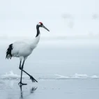 Red-crowned cranes during winter, in Kushiro, Hokkaido.