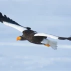 A Steller's sea eagle flying over the frozen Lake Furen, Hokkaido, Japan.