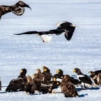 Steller's sea eagle at Lake Furen, Hokkaido, Japan.