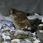 Blakiston's fish owl in Japan.